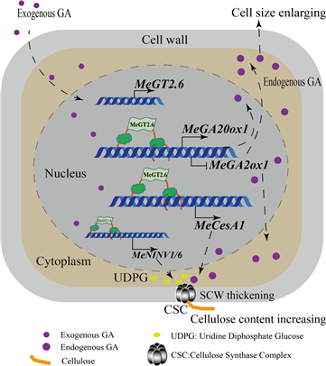 Graphical Abstracts